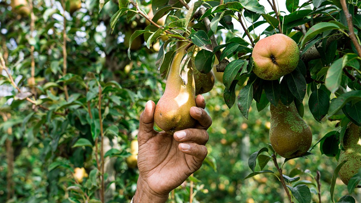 La collita continua: de les primeres pomes a les peres que donaran vida als propers Anela Fruits