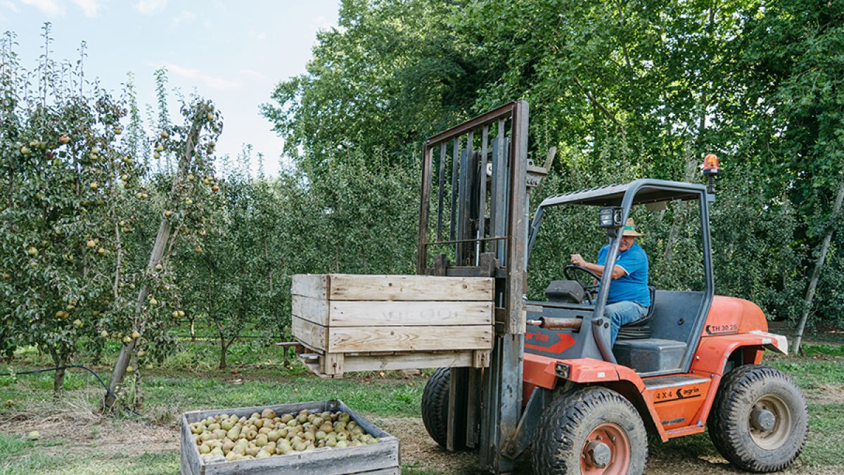 La collita continua: de les primeres pomes a les peres que donaran vida als propers Anela Fruits